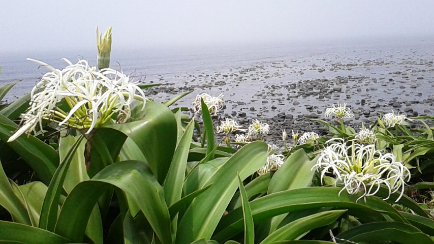 下関市豊北町角島に咲く　はまゆうの花
