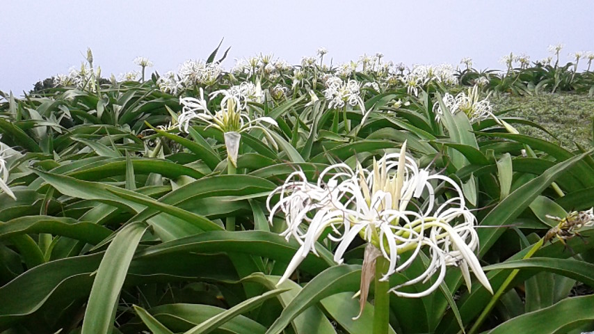 はまゆうの花